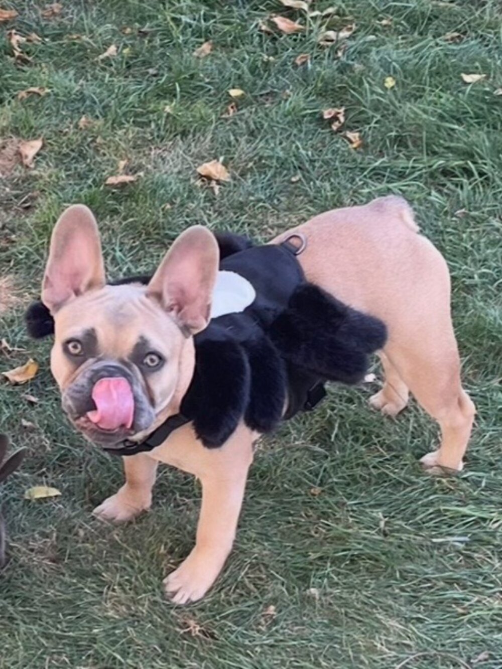 Dog Spider Halloween Costume & Harness